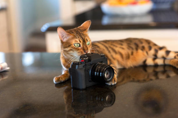 Cat with Camera stock photo