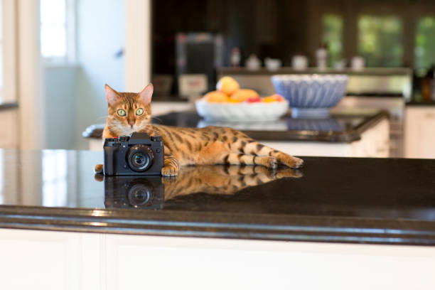 Cat with Camera stock photo