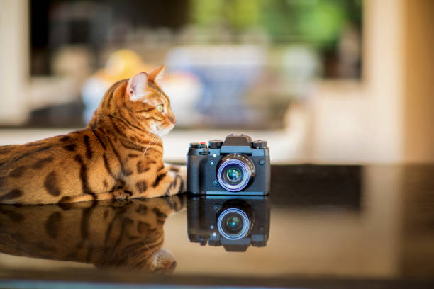 Cat with Camera stock photo