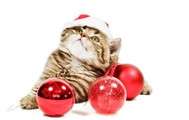 istock Baby Cat wearing Santa's Hat 1054454960