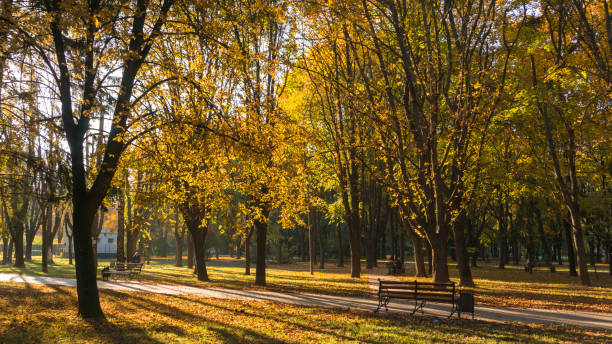 istock Trees with colorful foliage in the autumn park 1054457416