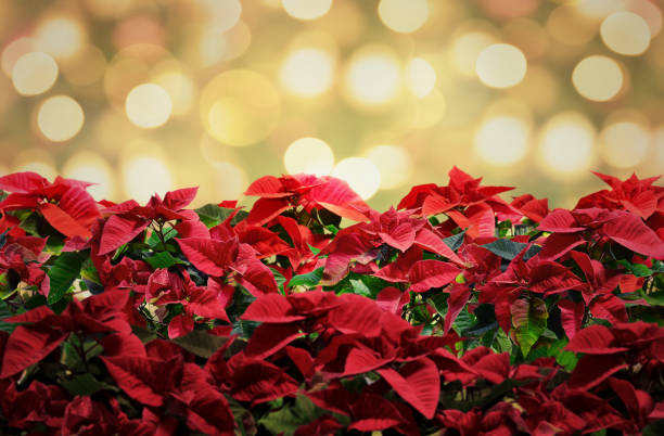 istock poinsettia christmas plant deco with lights 1054461448