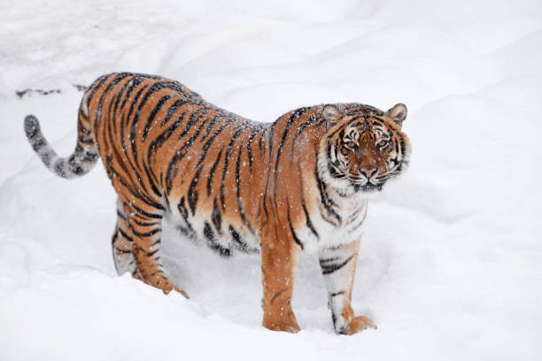 istock Siberian tiger standing in white winter snow 1054461464