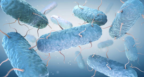 enterobacterias. enterobacterias son una gran familia de bacterias gram-negativas - clostridium fotografías e imágenes de stock