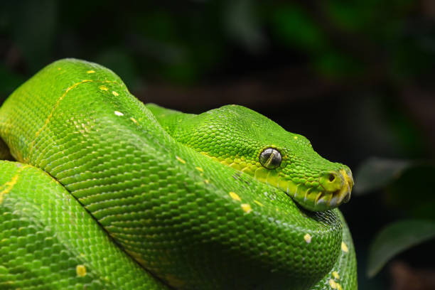 portrait de profil de python vert arbre bouchent - green tree python photos et images de collection