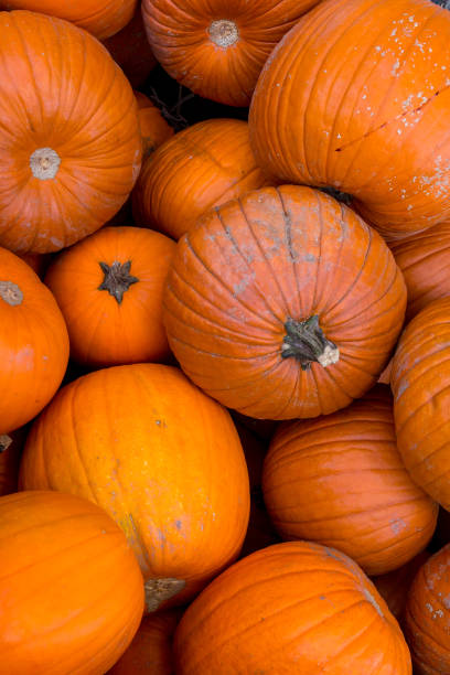 istock Harvest pumpkin rice straw background. 1054464790