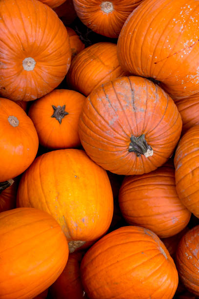 istock Harvest pumpkin rice straw background. 1054464888