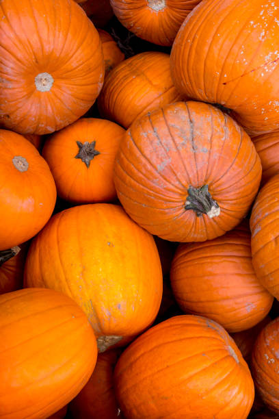 istock Harvest pumpkin rice straw background. 1054464936