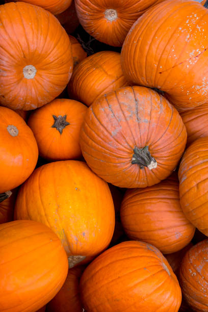 istock Harvest pumpkin rice straw background. 1054464968