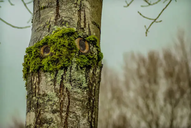 real alder with funny moss band that looks like Oscar The Grouch