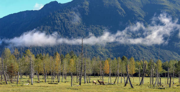 istock Caribou in flood plain, Alaska 1054467988