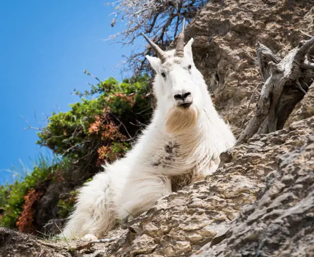 Mountain goat in the wild