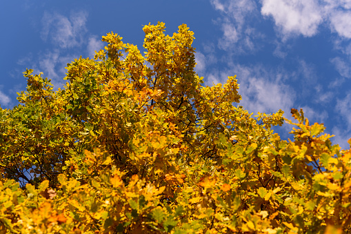 Top of an Oak Tree Strewn with Colorful Yellow Leaves Against  Bright Blue Sky in Autumn