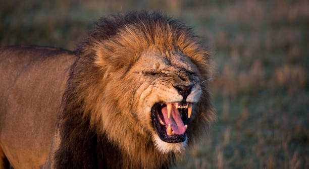 istock Male lion roaring 1054470516