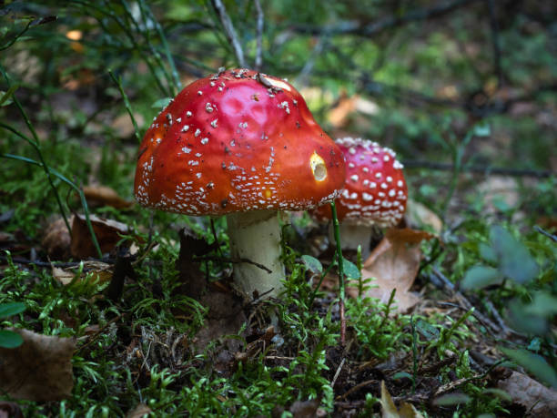 istock Agaric (amanita muscaria) mushrooms growing strongly in a wild forest 1054470758