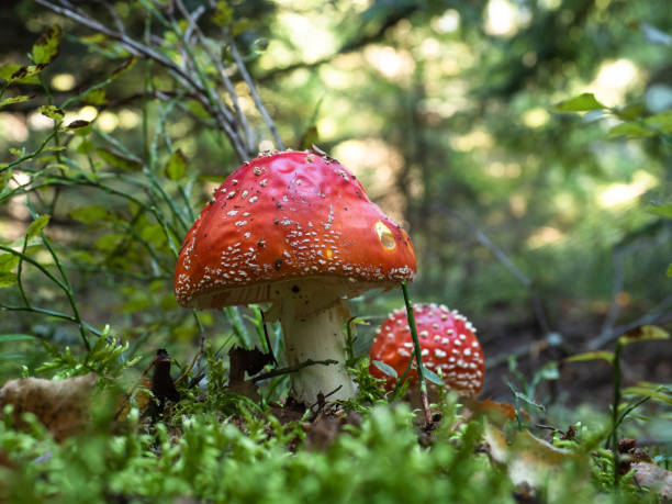 istock Agaric (amanita muscaria) mushrooms growing strongly in a wild forest 1054471880