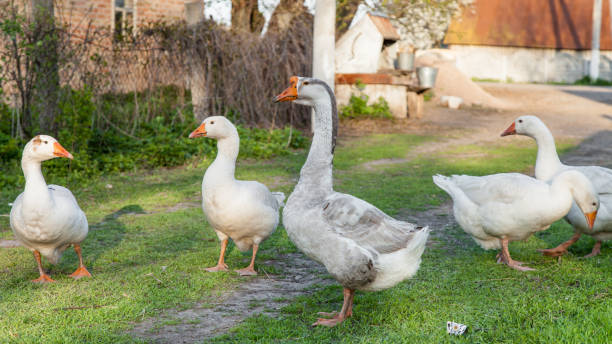 istock Geese and goose are grazing 1054472936
