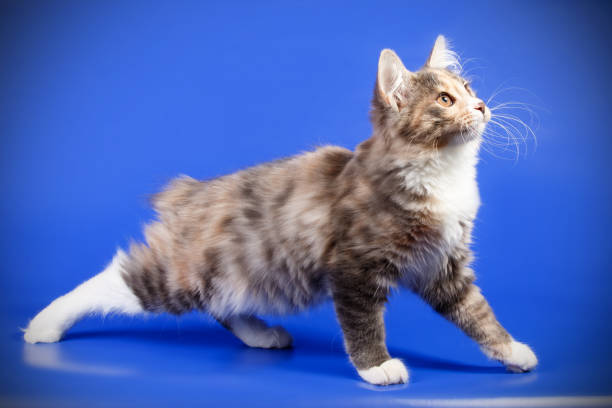 istock Kurilian bobtail cat on colored backgrounds 1054474026
