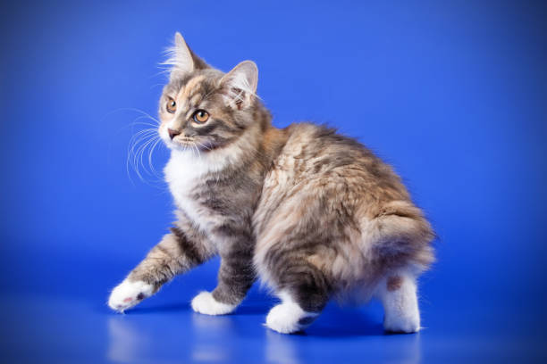 istock Kurilian bobtail cat on colored backgrounds 1054474028