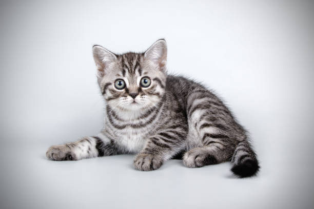 istock scottish straight shorthair cat 1054474420
