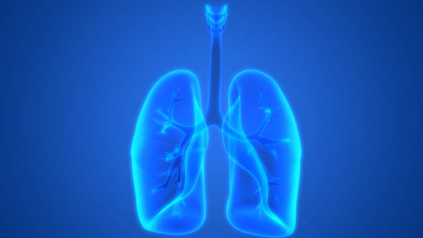 istock Human Respiratory System Lungs Anatomy 1054481726