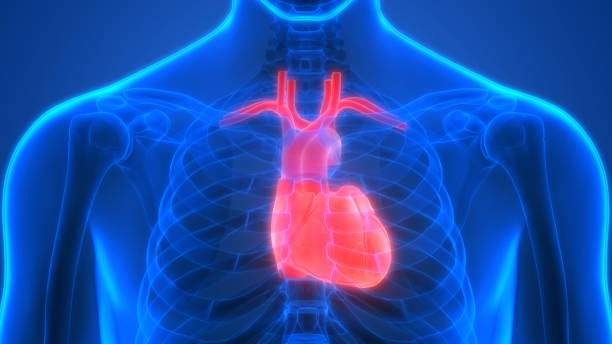 istock Human Heart Anatomy 1054481740
