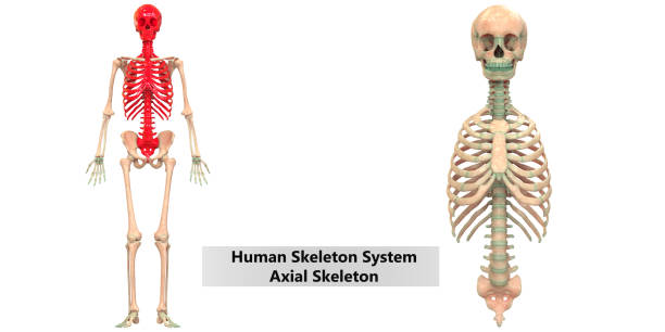 istock Human Skeleton System Axial Skeleton Anatomy 1054481758