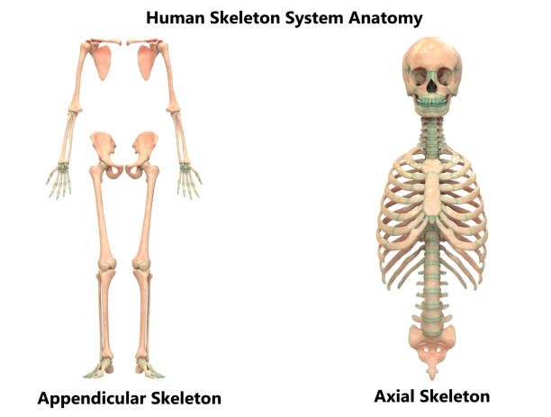 istock Human Skeleton System Appendicular and Axial Skeleton Anatomy 1054481768