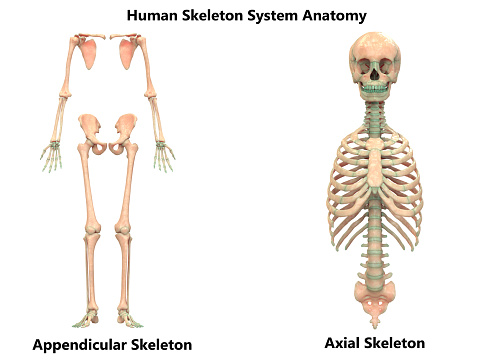 3D Illustration of Human Skeleton System Appendicular and Axial Skeleton Anatomy