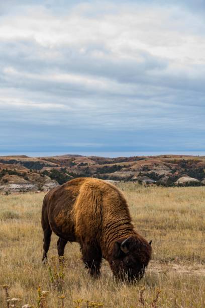 parco nazionale di theodore roosevelt - american bison north dakota theodore roosevelt national park badlands foto e immagini stock