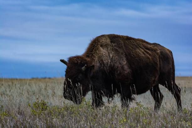 istock Bison of Theodore Roosevelt National Park 1054482826