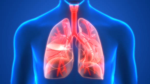 istock Human Respiratory System Lungs Anatomy 1054483164