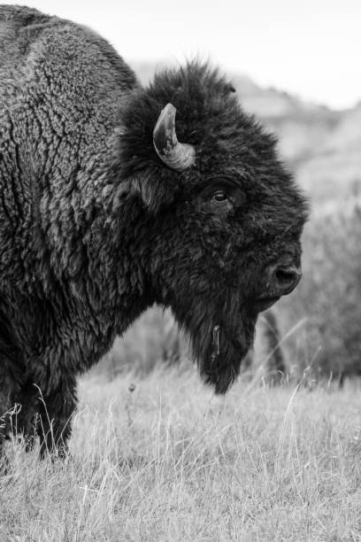 istock Bison of Theodore Roosevelt National Park 1054483218