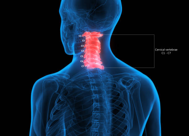 Human Skeleton System Vertebral Column Cervical Vertebrae Anatomy