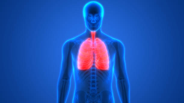 istock Human Respiratory System Lungs Anatomy 1054483238