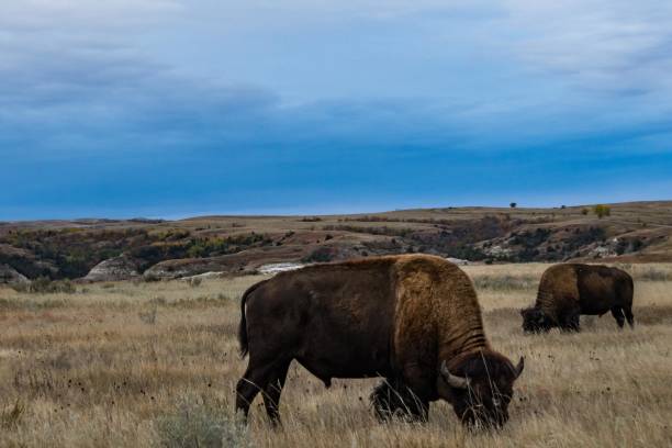 parco nazionale di theodore roosevelt - american bison north dakota theodore roosevelt national park badlands foto e immagini stock