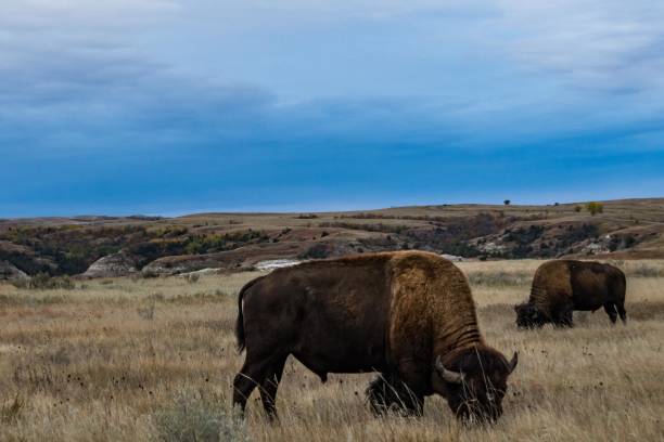 istock Bison of Theodore Roosevelt National Park 1054483274