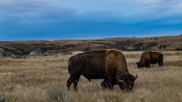 istock Bison of Theodore Roosevelt National Park 1054483310