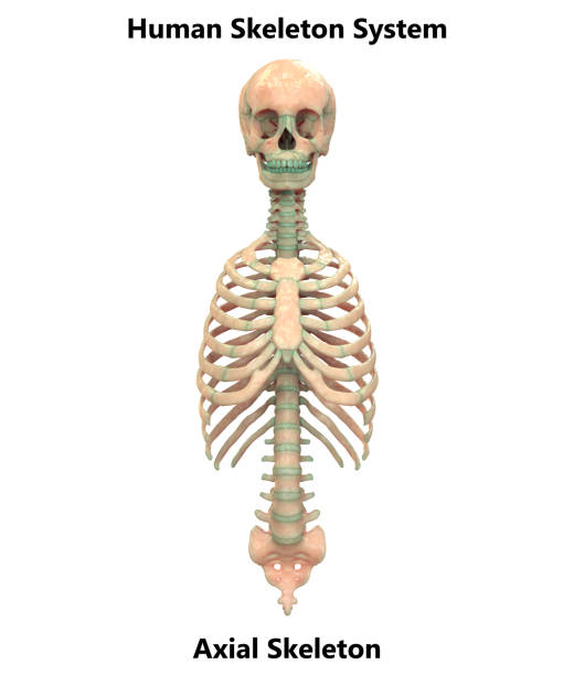 istock Human Skeleton System Axial Skeleton Anatomy 1054483318