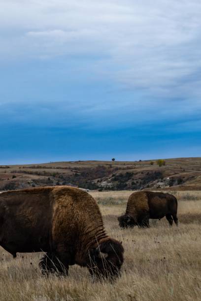 parco nazionale di theodore roosevelt - american bison north dakota theodore roosevelt national park badlands foto e immagini stock