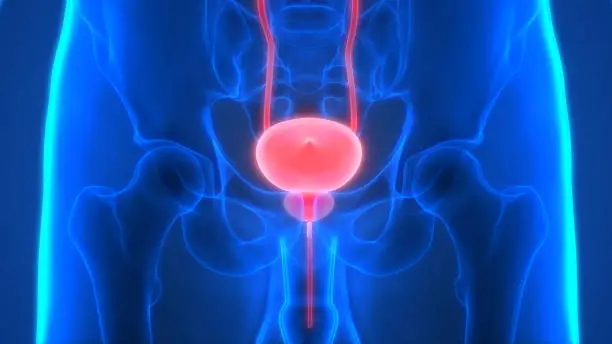 3D Illustration of Human Urinary System Bladder Anatomy