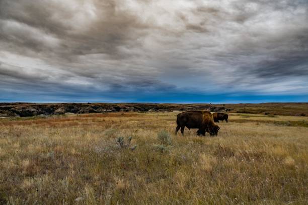 istock Bison of Theodore Roosevelt National Park 1054483510