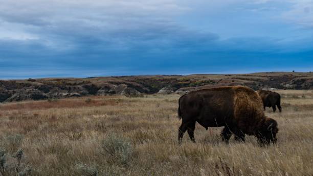 istock Bison of Theodore Roosevelt National Park 1054483550