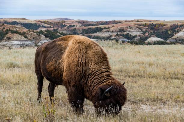 istock Bison of Theodore Roosevelt National Park 1054483598