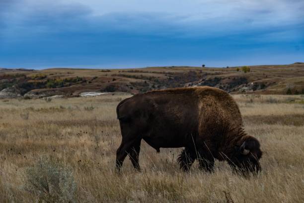 istock Bison of Theodore Roosevelt National Park 1054483634