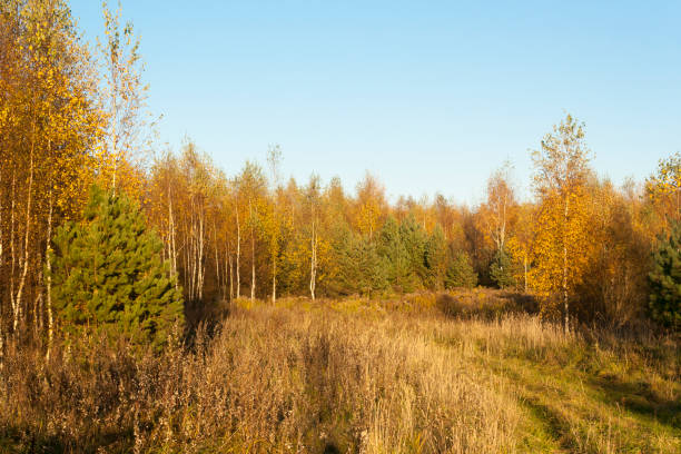istock the golden autumn 1054485460