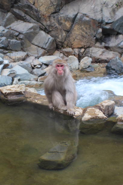 istock Monkeys at Jigokudani Snow Monkey in Nagano, Japan 1054485490