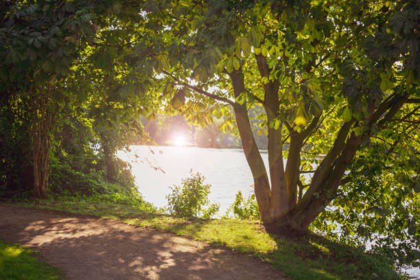 istock natural frame of trees with lens flare. 1054486828