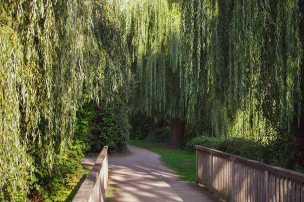 istock enchanted wooden bridge with weeping willows. 1054486922