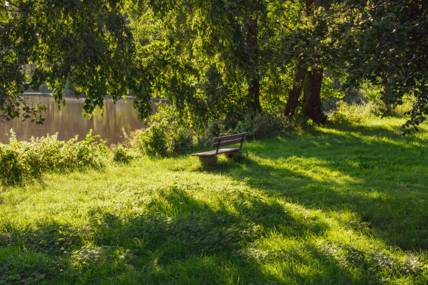 istock Lonely bench in the soft light on the lake surrounded by trees. 1054487028